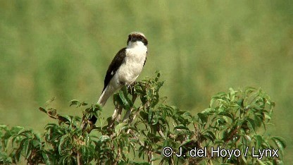 Gray-backed Fiscal - ML201272361