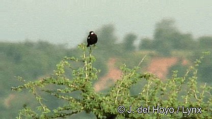 White-fronted Black-Chat - ML201272501