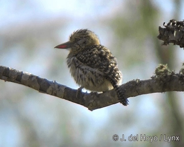 Spot-backed Puffbird (Chaco) - ML201272921