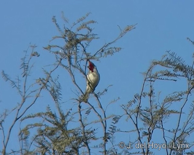 Red-crested Cardinal - ML201272931