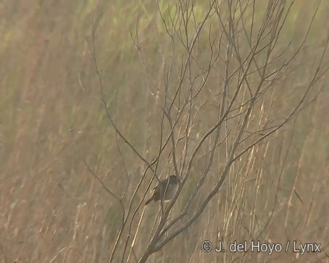Grassland Sparrow - ML201273011