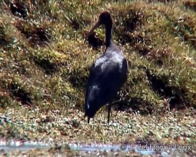 ibis andský - ML201273351