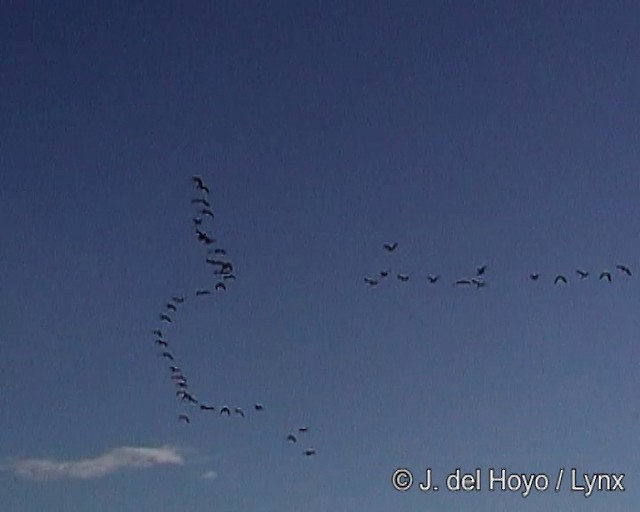 ibis andský - ML201273361