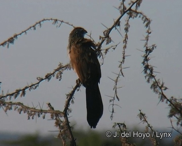 White-browed Coucal (White-browed) - ML201273471