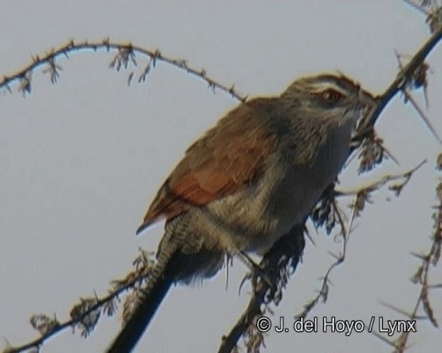 White-browed Coucal (White-browed) - ML201273481