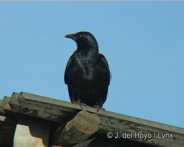 Red-winged Starling - ML201273641