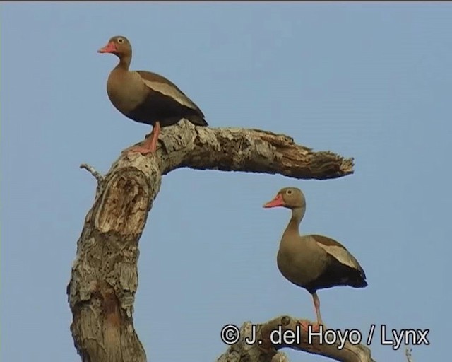 Black-bellied Whistling-Duck (autumnalis) - ML201273761