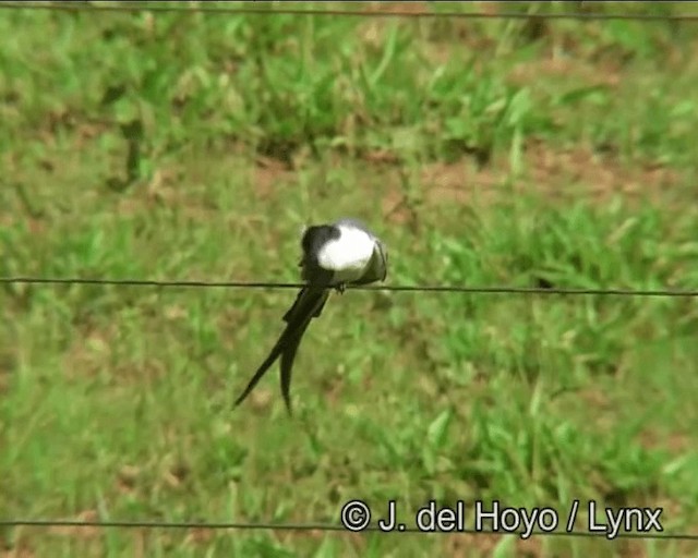 Fork-tailed Flycatcher (savana) - ML201273821