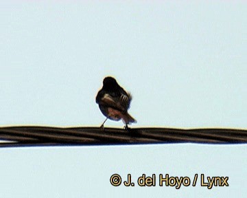 Черная горихвостка (gibraltariensis/aterrimus) - ML201274001
