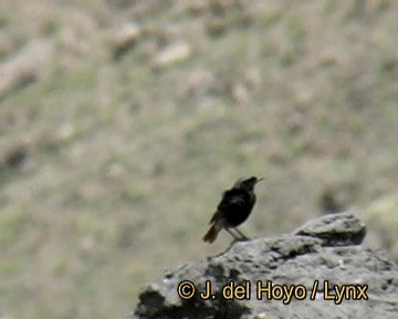 Черная горихвостка (gibraltariensis/aterrimus) - ML201274011