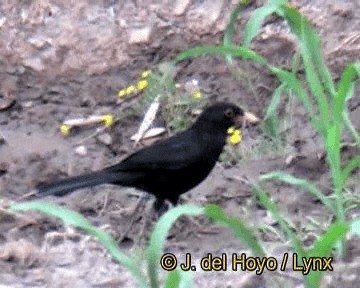 Eurasian Blackbird - ML201274101