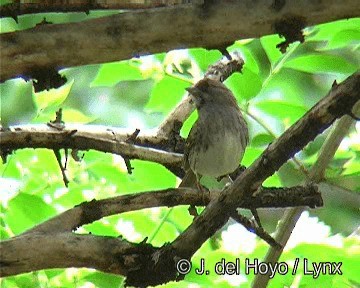 White-throated Sparrow - ML201274161