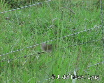 Wedge-tailed Grass-Finch - ML201274241