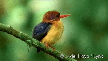 African Dwarf Kingfisher - ML201274361