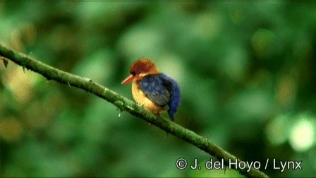 African Dwarf Kingfisher - ML201274371