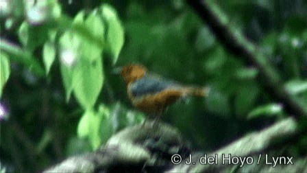 Red-capped Robin-Chat - ML201274381