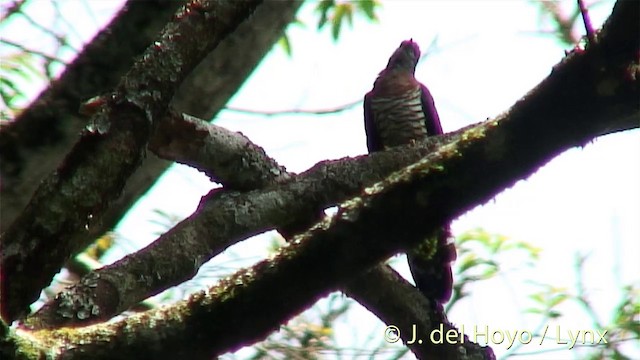 Red-chested Cuckoo - ML201274391
