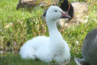 Snow Goose, ML20127441