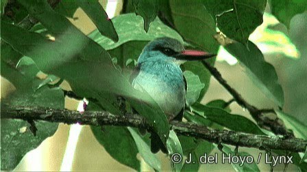 Blue-breasted Kingfisher - ML201274431