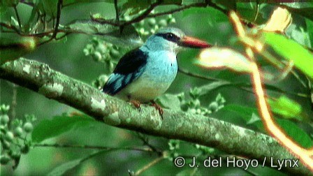 Blue-breasted Kingfisher - ML201274441