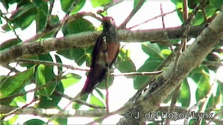 Buff-bellied Hummingbird (Yucatan) - ML201274541