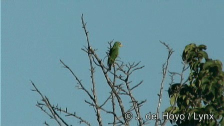 White-fronted Parrot - ML201274551