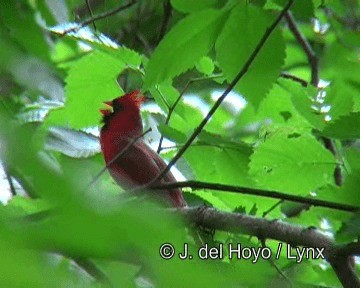 rødkardinal (cardinalis gr.) - ML201274571