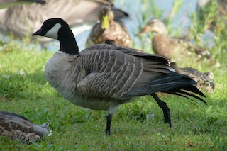 Cackling Goose, ML20127471