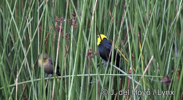 Yellow-hooded Blackbird - ML201274841