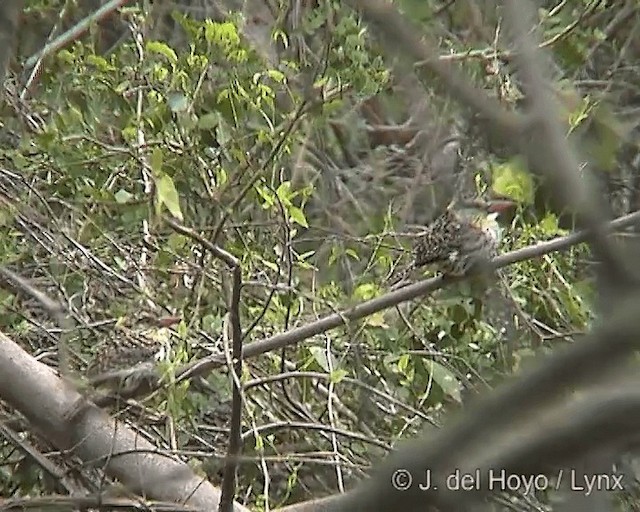 Spot-backed Puffbird (Chaco) - ML201275051