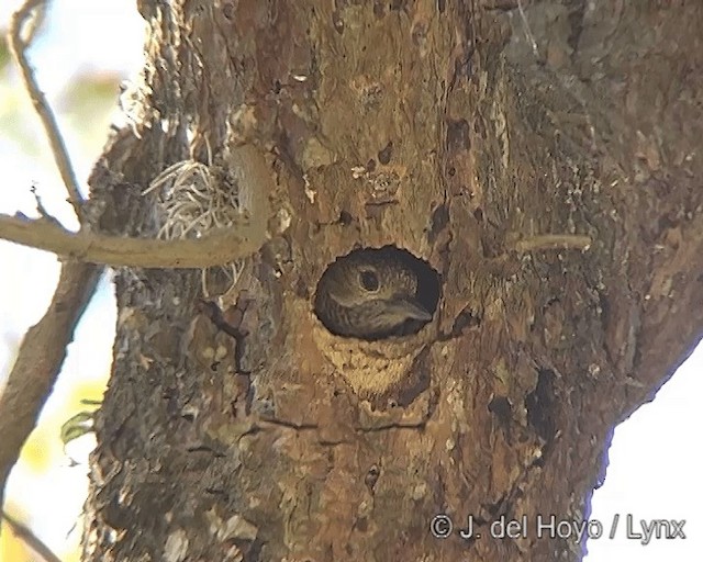 Dot-fronted Woodpecker - ML201275501