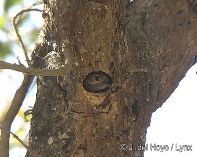 Dot-fronted Woodpecker - ML201275511
