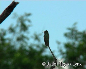Gilded Hummingbird - ML201276211