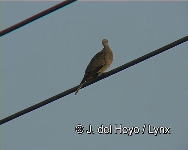 Spotted Dove (Eastern) - ML201276441