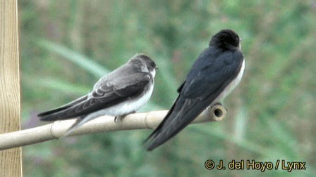 Barn Swallow (White-bellied) - ML201276501