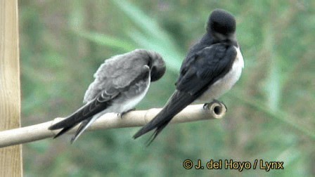 Barn Swallow (White-bellied) - ML201276511