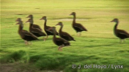 Black-bellied Whistling-Duck (fulgens) - ML201276781