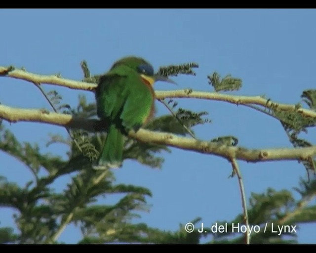 Ethiopian Bee-eater - ML201276911