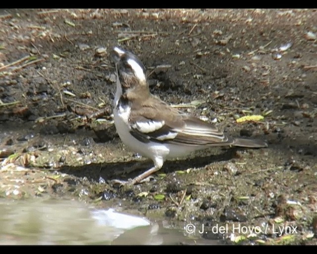 White-browed Sparrow-Weaver (Black-billed) - ML201277111