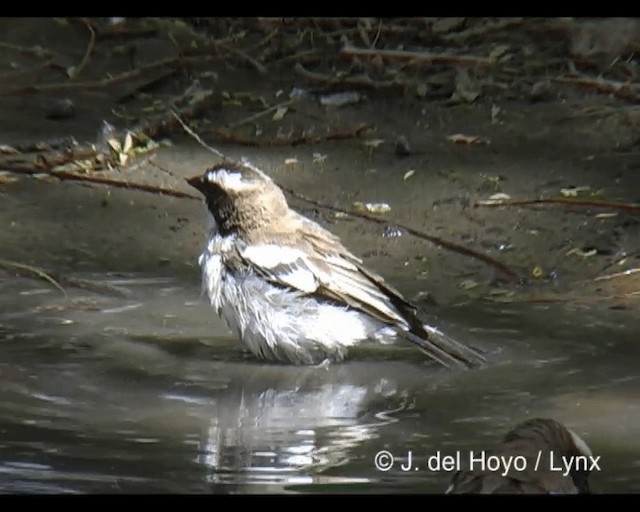 White-browed Sparrow-Weaver (Black-billed) - ML201277131