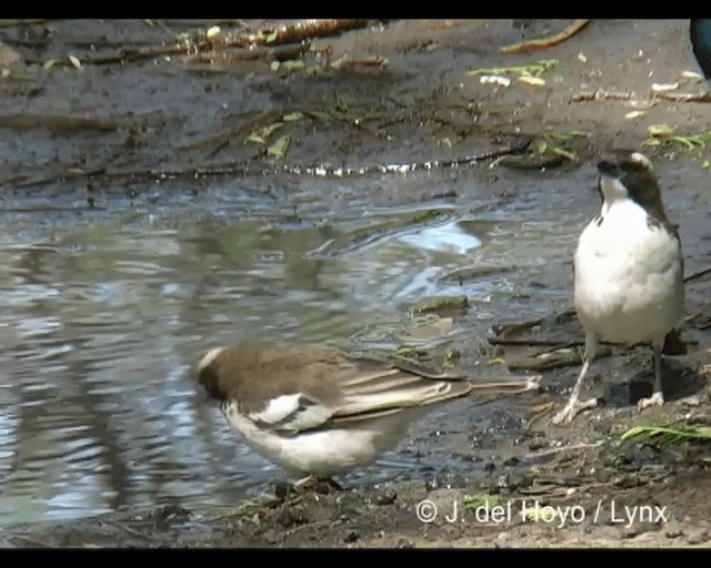 White-browed Sparrow-Weaver (Black-billed) - ML201277211