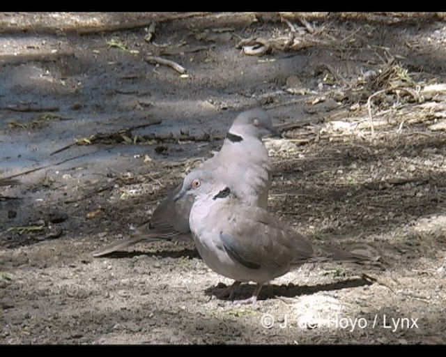 Mourning Collared-Dove - ML201277231