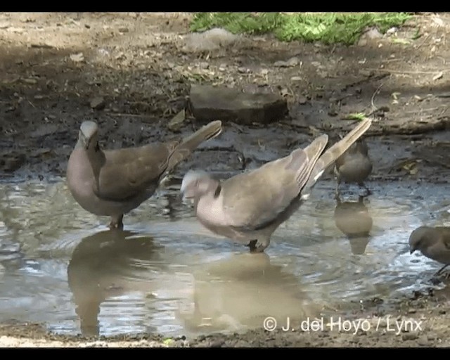 Mourning Collared-Dove - ML201277241