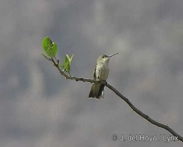 White-bellied Hummingbird - ML201277531