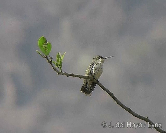 kolibřík bělobřichý - ML201277541