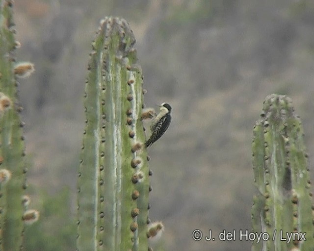 White-fronted Woodpecker - ML201277561