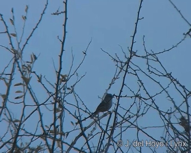 Gray-crested Finch - ML201277701