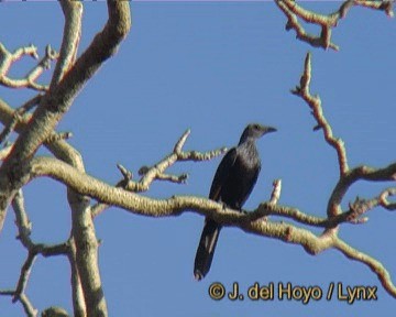 Red-winged Starling - ML201277811