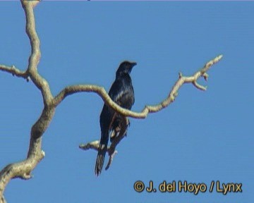 Red-winged Starling - ML201277831
