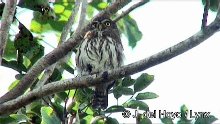 Ferruginous Pygmy-Owl (Ferruginous) - ML201278591